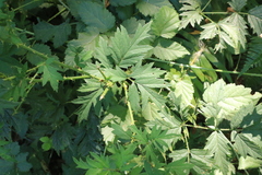 Rubus laciniatus