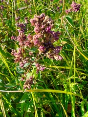 Origanum vulgare