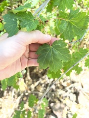 Acer glabrum