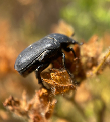 Protaetia morio