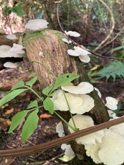 Favolus brasiliensis