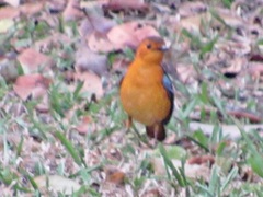 Cossypha natalensis natalensis