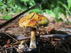 Suillus americanus