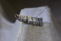 Dioryctria simplicella