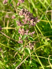 Origanum vulgare