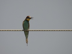 Merops apiaster