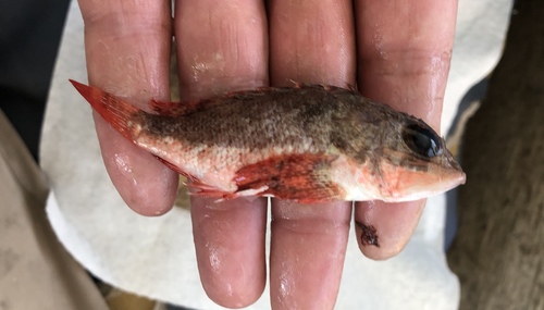 Smoothhead scorpionfish (Scorpaena calcarata) — Scorpaenidae — 5