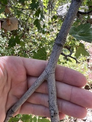 Acer glabrum