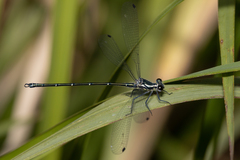 Austroargiolestes icteromelas