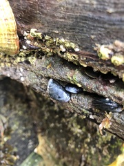Mytilus edulis