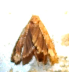 Epiblema abruptana