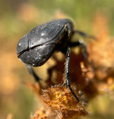 Protaetia morio