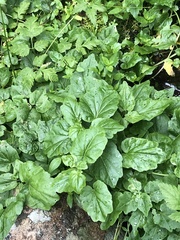 Cardamine cordifolia