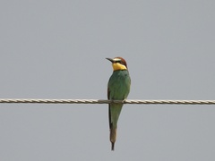 Merops apiaster