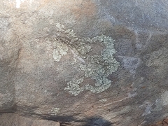 Flavoparmelia baltimorensis