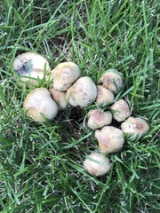Psilocybe caerulescens