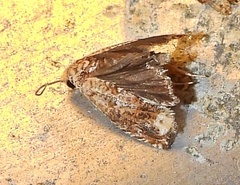 Epiblema abruptana