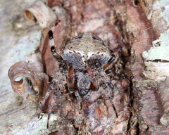 Neoscona domiciliorum