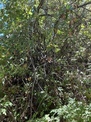 Acer glabrum