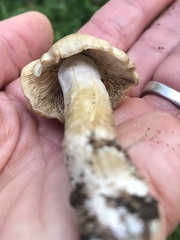 Psilocybe caerulescens