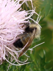Bombus citrinus
