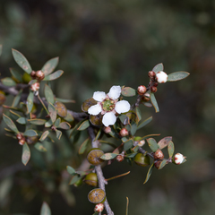Leptospermum coriaceum