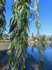 Salix babylonica