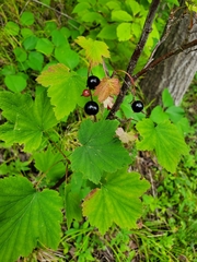 Ribes americanum