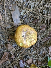 Suillus americanus
