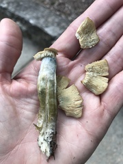 Psilocybe caerulescens