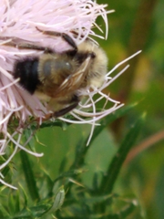 Bombus citrinus