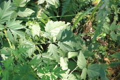 Rubus laciniatus
