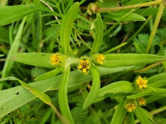 Melampodium sericeum