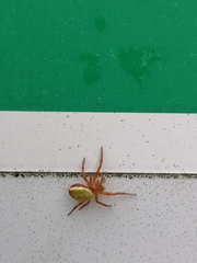Araniella