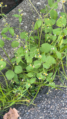 Galinsoga quadriradiata