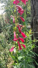 Penstemon roseus