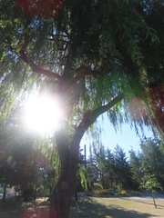 Salix babylonica