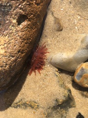 Actinia equina