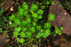 Geranium molle