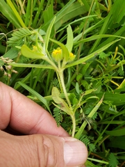 Melampodium sericeum