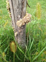 Agrobacterium radiobacter