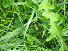 Nomophila nearctica