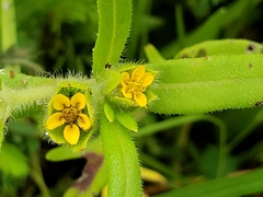 Melampodium sericeum