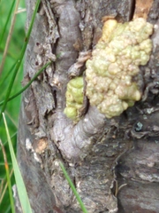 Agrobacterium radiobacter