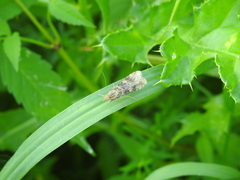 Nomophila nearctica