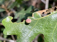 Acraspis quercushirta