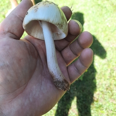 Amanita amerirubescens