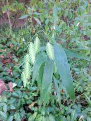 Chasmanthium