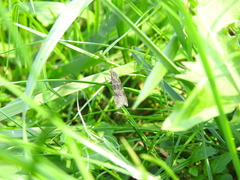 Nomophila nearctica