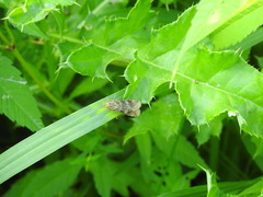 Nomophila nearctica